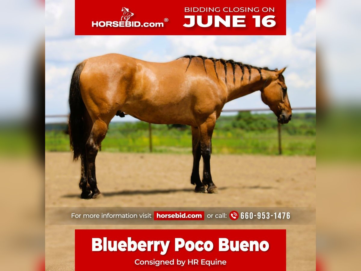 American Quarter Horse Wałach 5 lat 163 cm Grullo in Princeton, MO