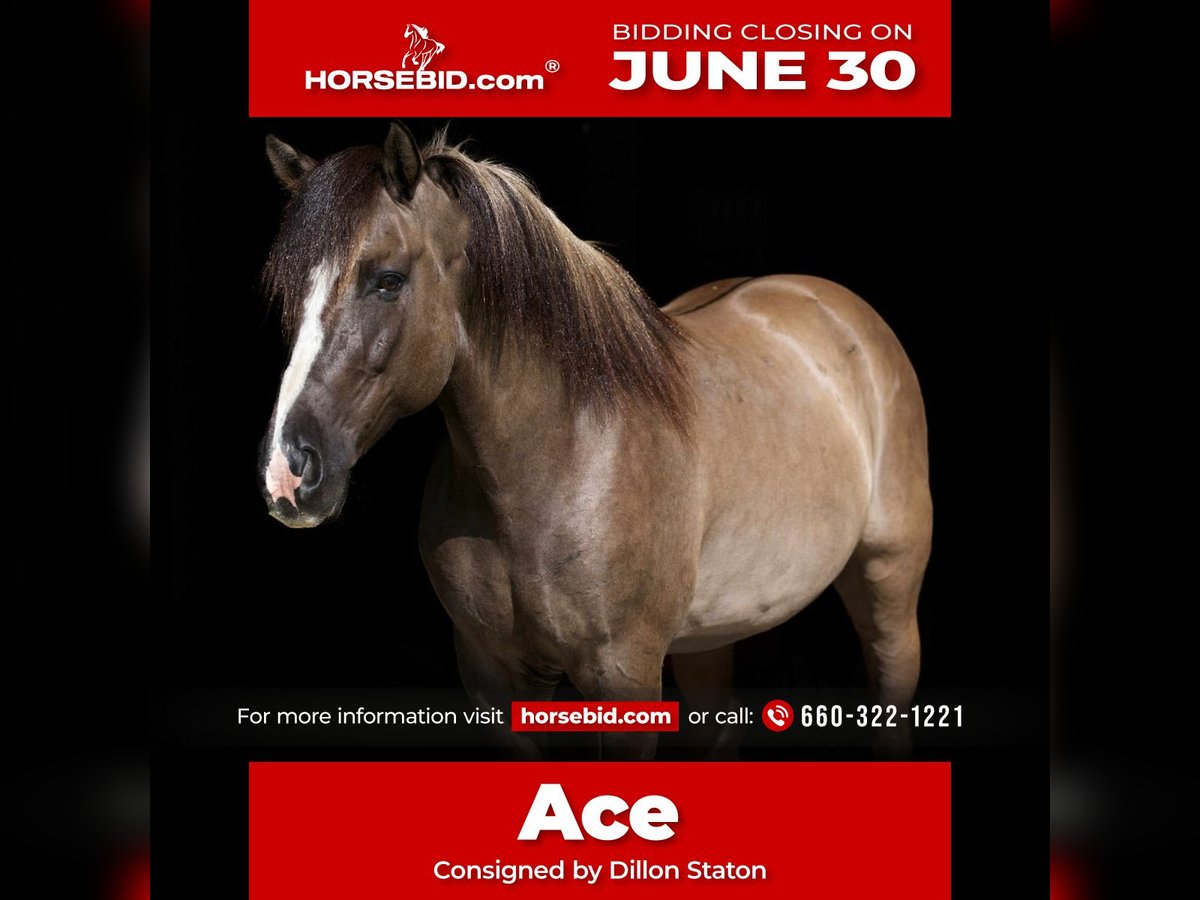 American Quarter Horse Wałach 6 lat 150 cm Grullo in Carrollton, MO
