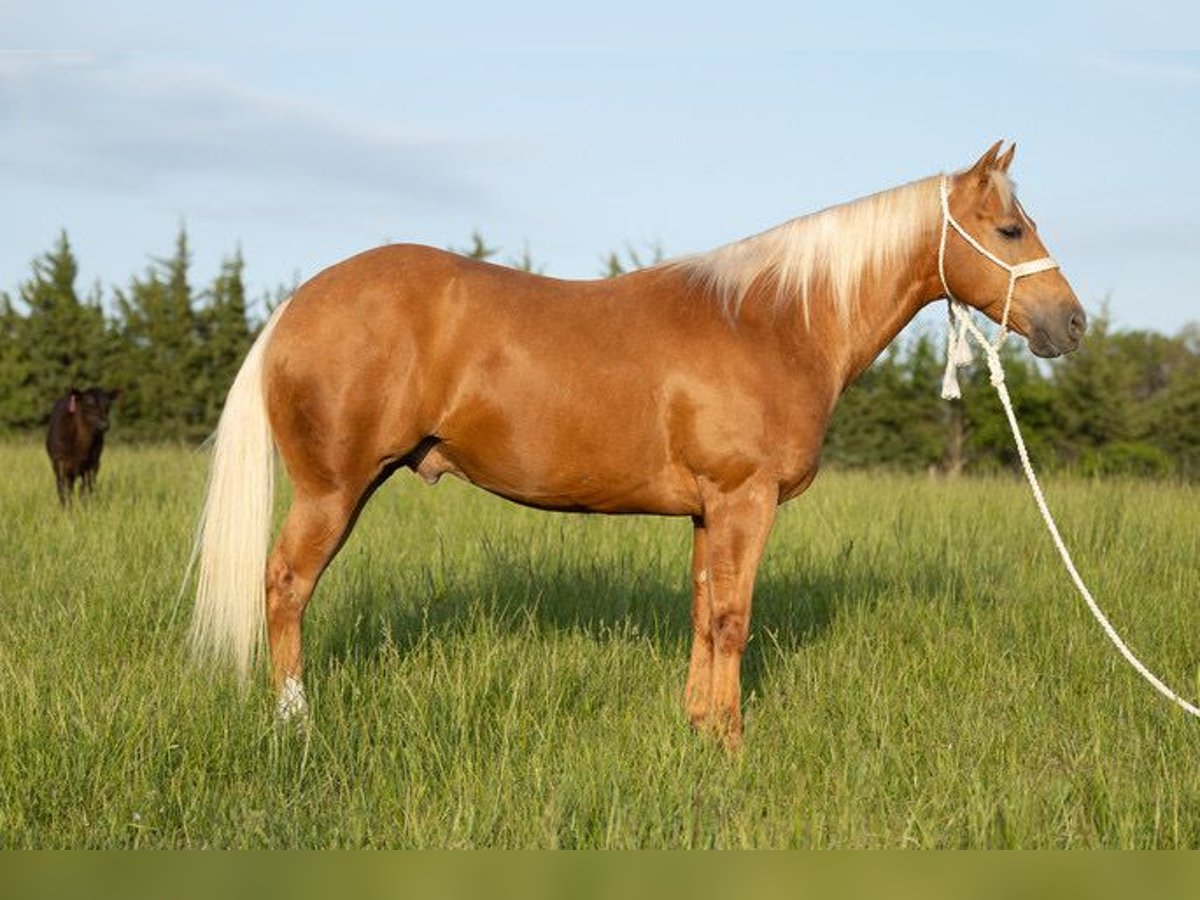 American Quarter Horse Wałach 6 lat 150 cm Izabelowata in Bedford