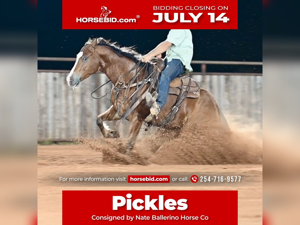American Quarter Horse Wałach 6 lat 152 cm Gniada in Waco, TX