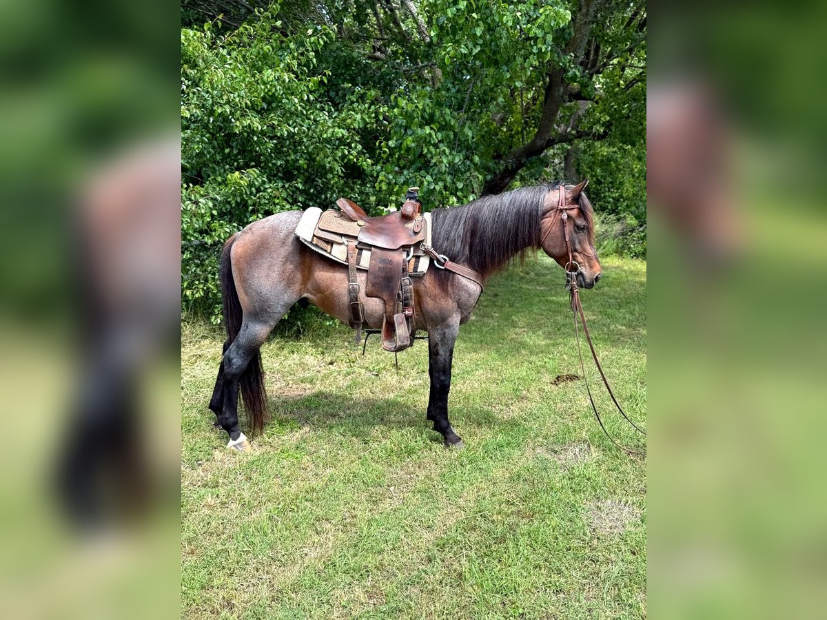 American Quarter Horse Wałach 6 lat 152 cm Gniadodereszowata in Whitesboro, TX