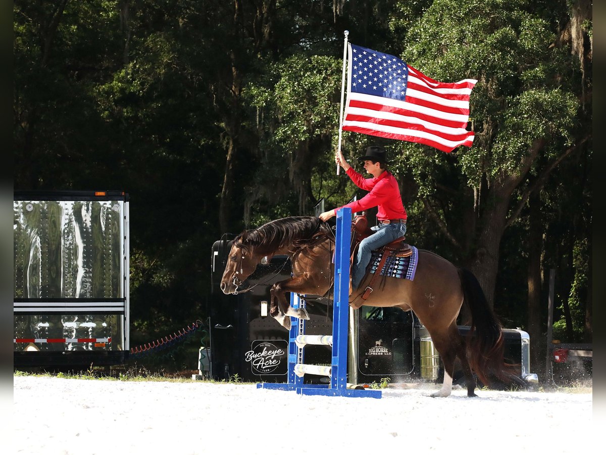 American Quarter Horse Wałach 6 lat 152 cm Grullo in Millersburg