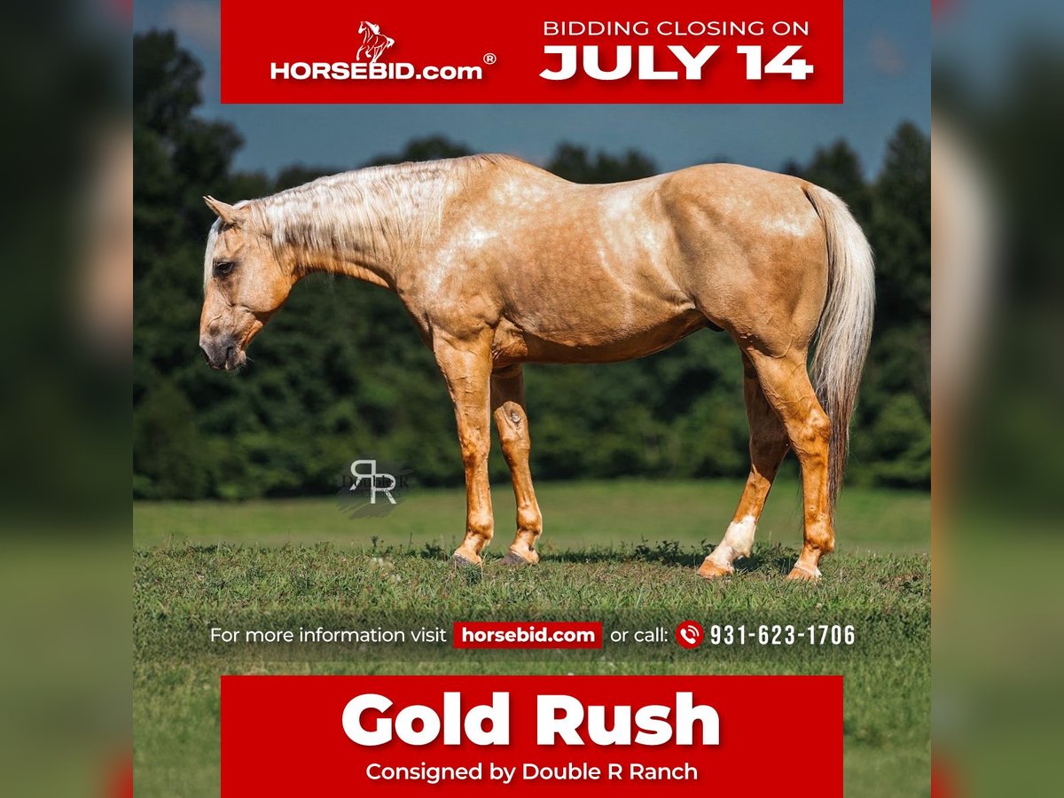 American Quarter Horse Wałach 6 lat 152 cm Izabelowata in Lyles, TN