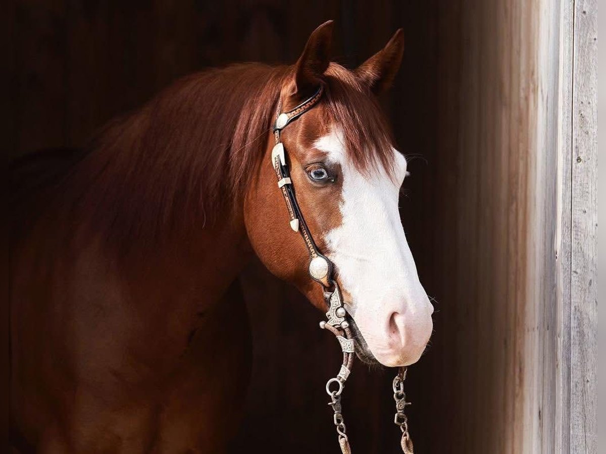 American Quarter Horse Wałach 6 lat 153 cm Gniada in Rosenheim