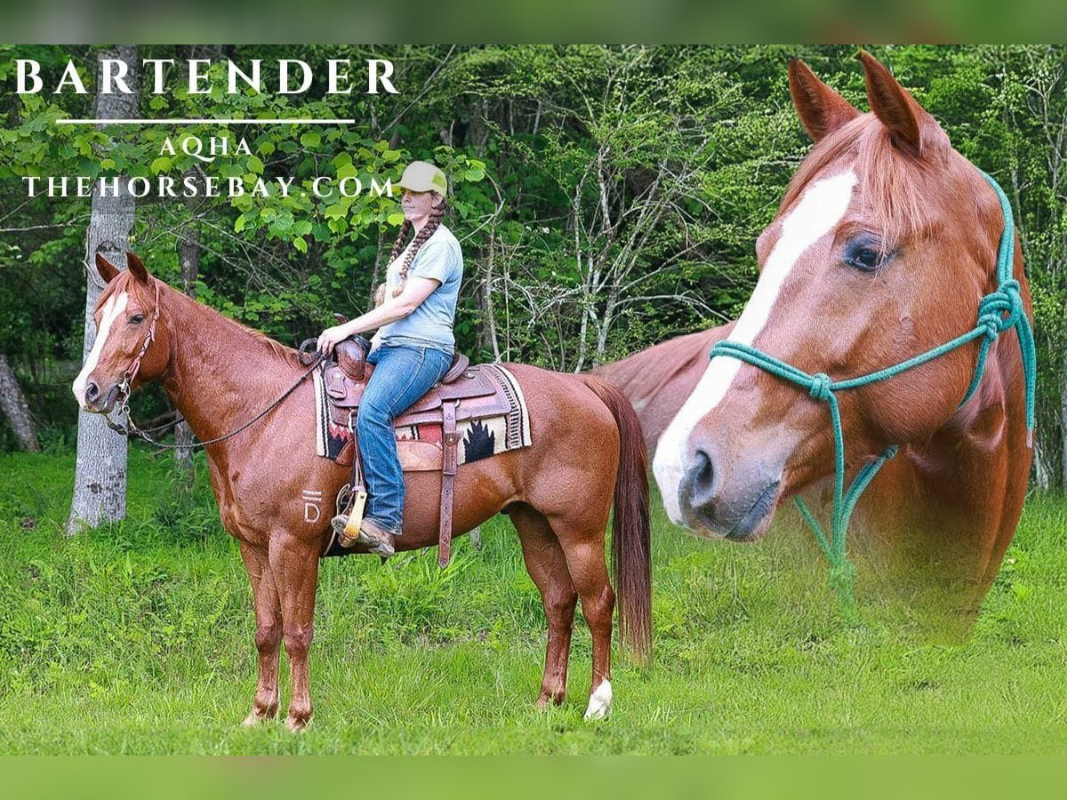 American Quarter Horse Wałach 6 lat 155 cm Ciemnokasztanowata in Blairsville, GA