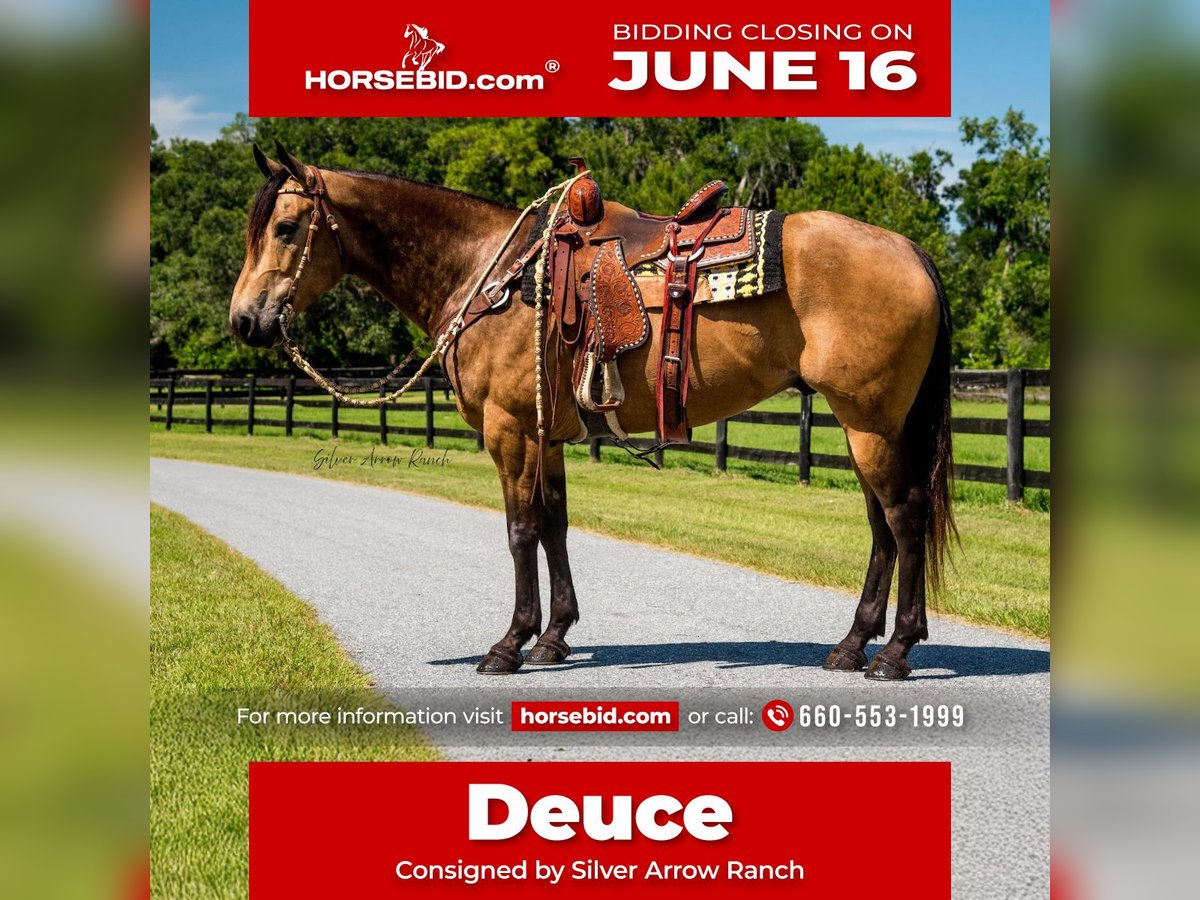 American Quarter Horse Wałach 6 lat 155 cm Jelenia in Morriston, FL