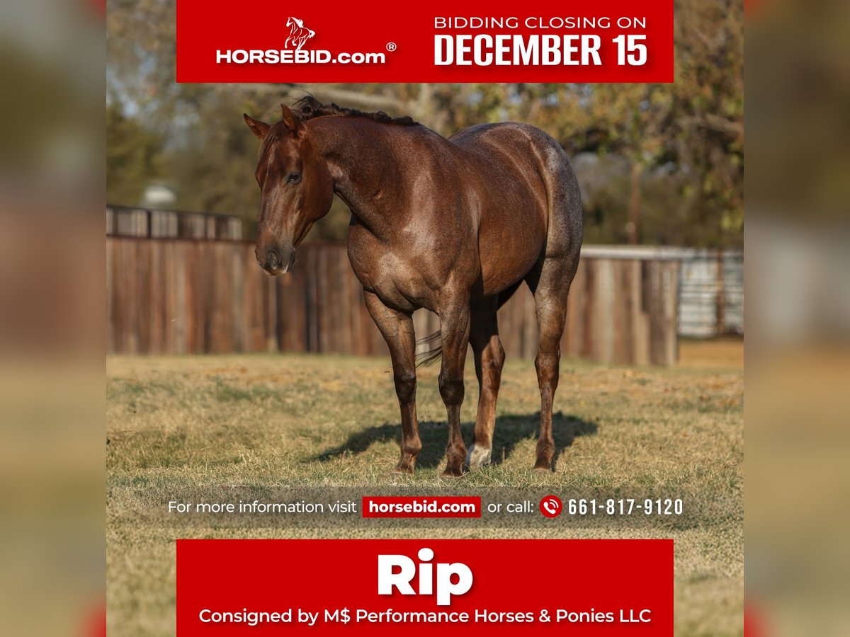 American Quarter Horse Wałach 6 lat Kasztanowatodereszowata in Stephenville