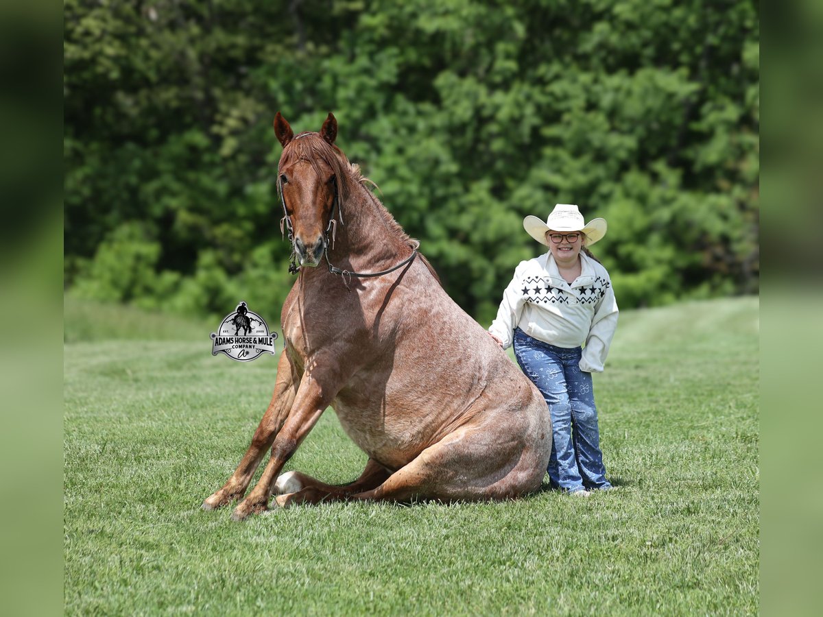 American Quarter Horse Wałach 6 lat Kasztanowatodereszowata in Mount Vernon, KY