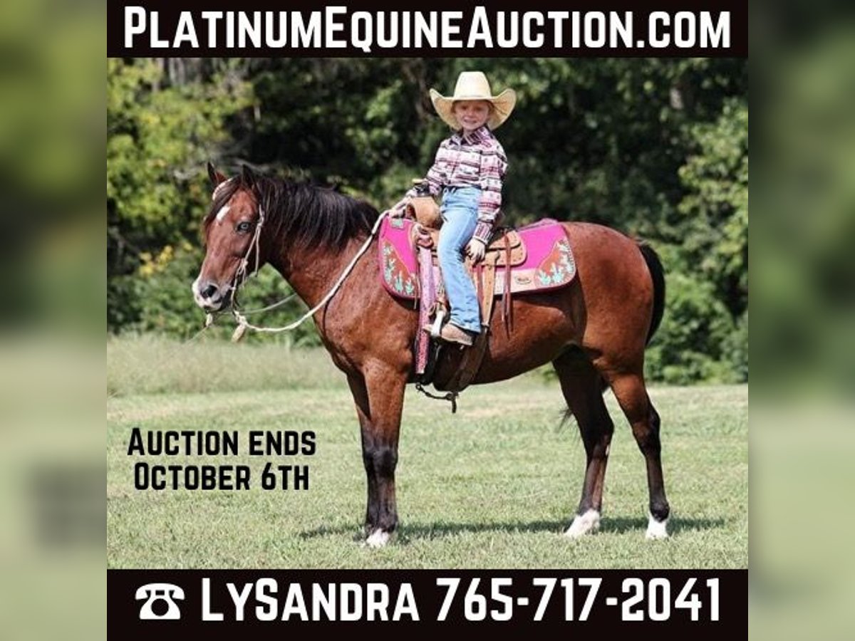 American Quarter Horse Wałach 7 lat 135 cm Gniada in Brodhead