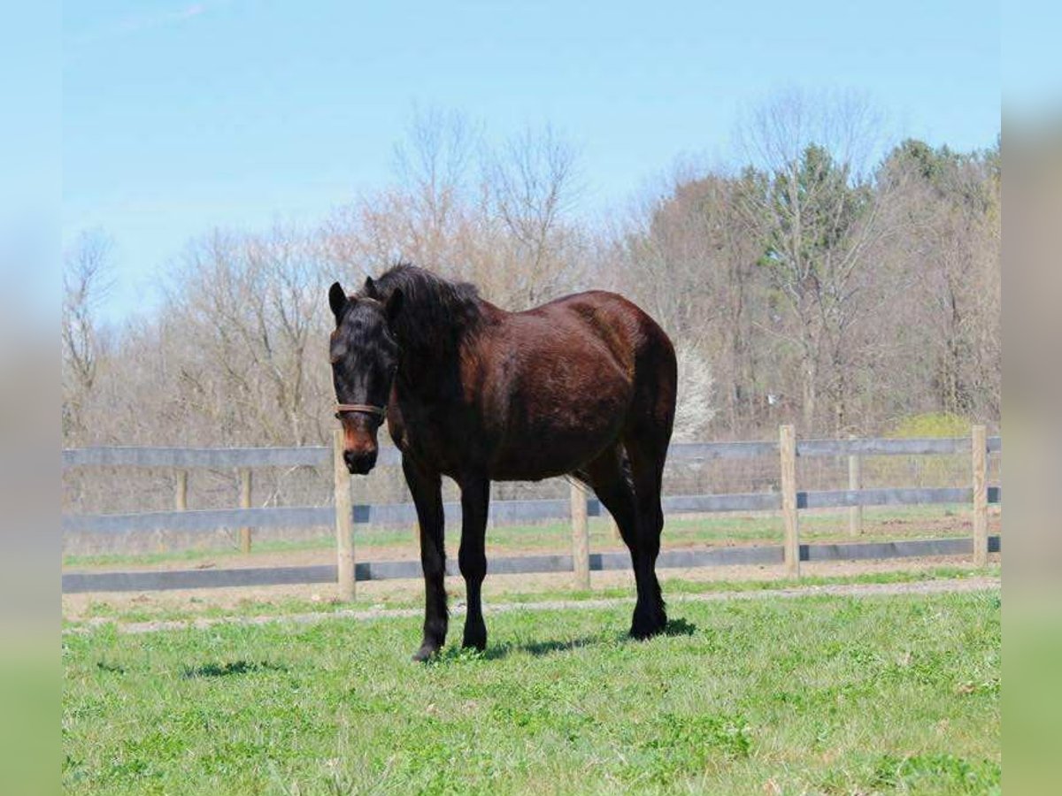 American Quarter Horse Wałach 7 lat 142 cm Gniada in Howell mi