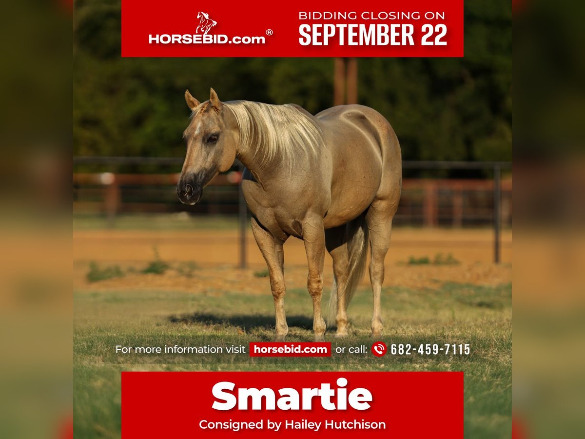 American Quarter Horse Wałach 7 lat 142 cm Izabelowata in Joshua