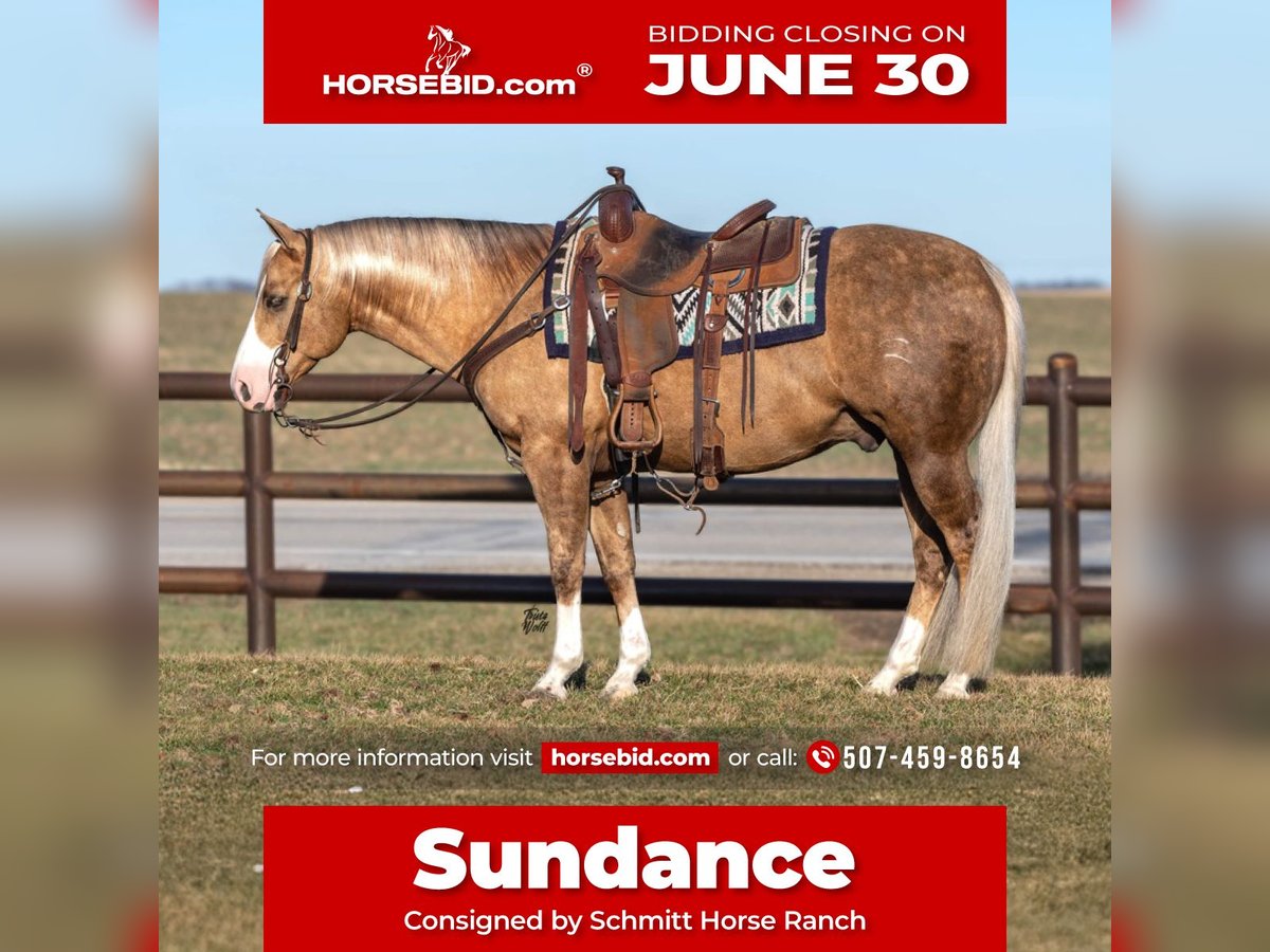 American Quarter Horse Wałach 7 lat 142 cm Izabelowata in Holland, IA