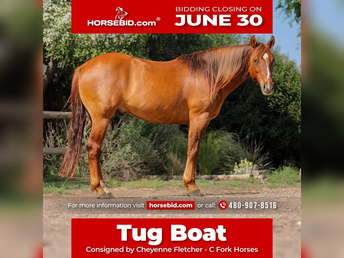 American Quarter Horse Wałach 7 lat 145 cm Bułana in Amarillo, TX