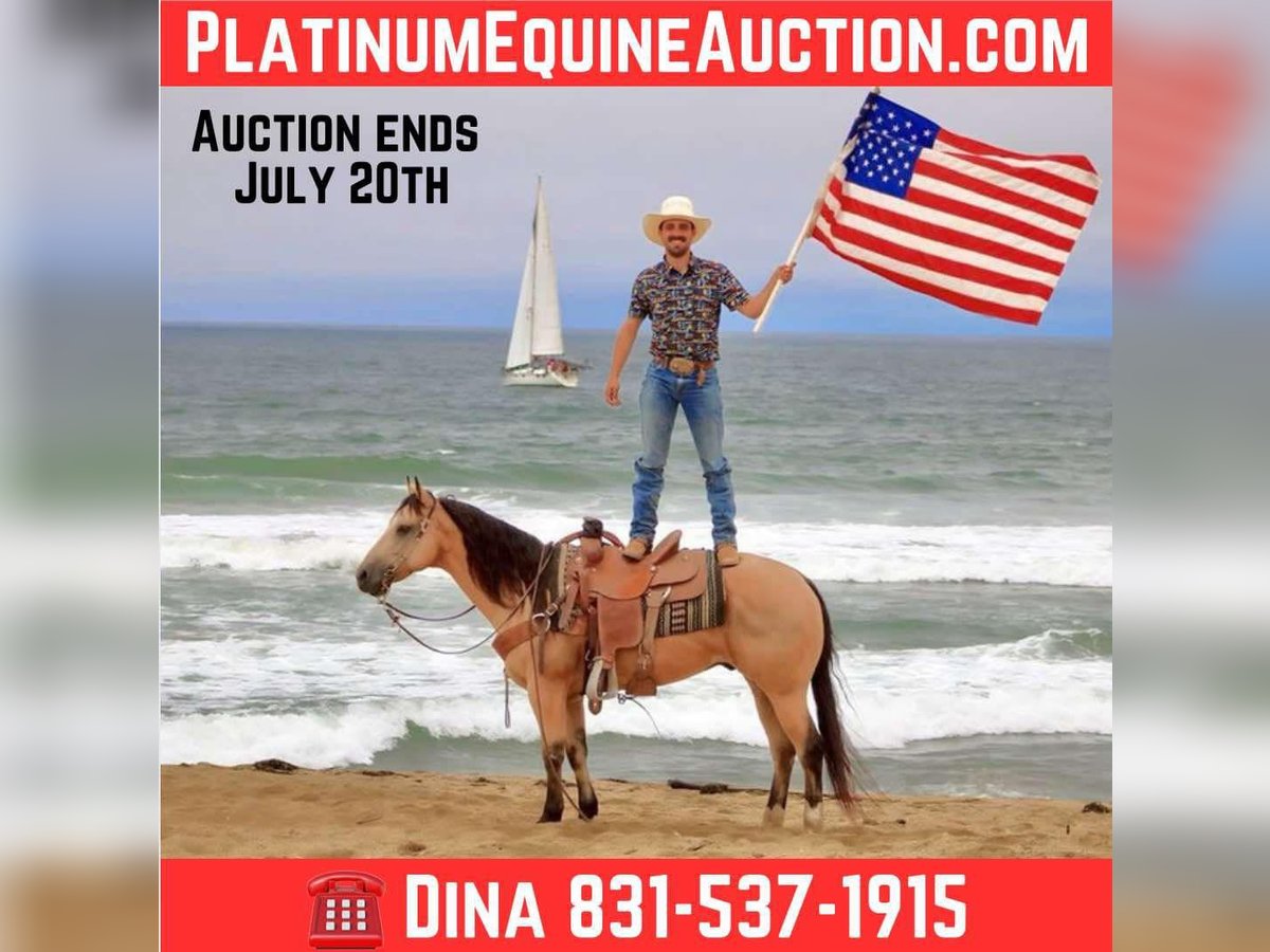 American Quarter Horse Wałach 7 lat 150 cm Jelenia in Paicines CA