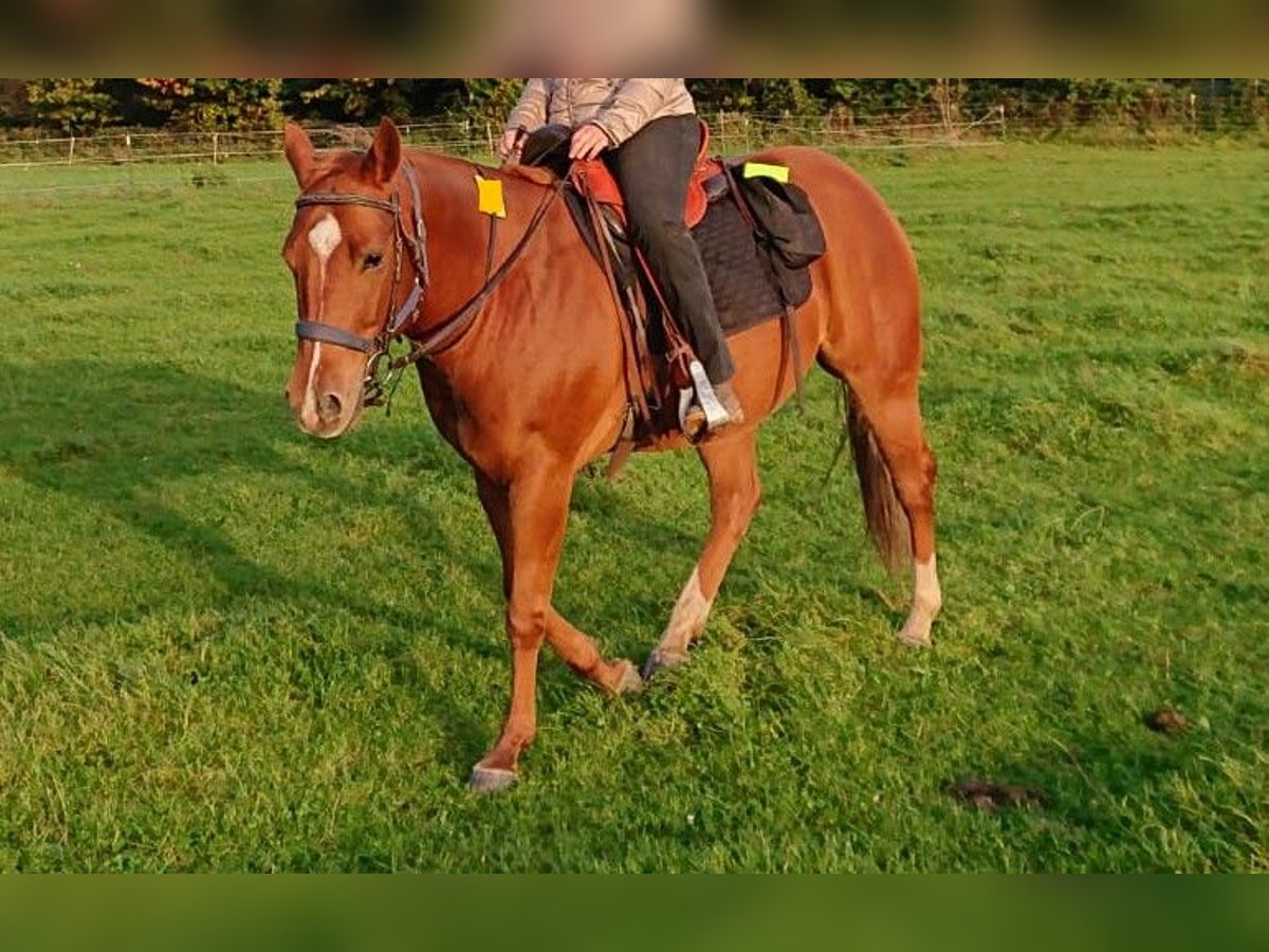 American Quarter Horse Wałach 7 lat 150 cm Kasztanowata in Mülheim an der Ruhr
