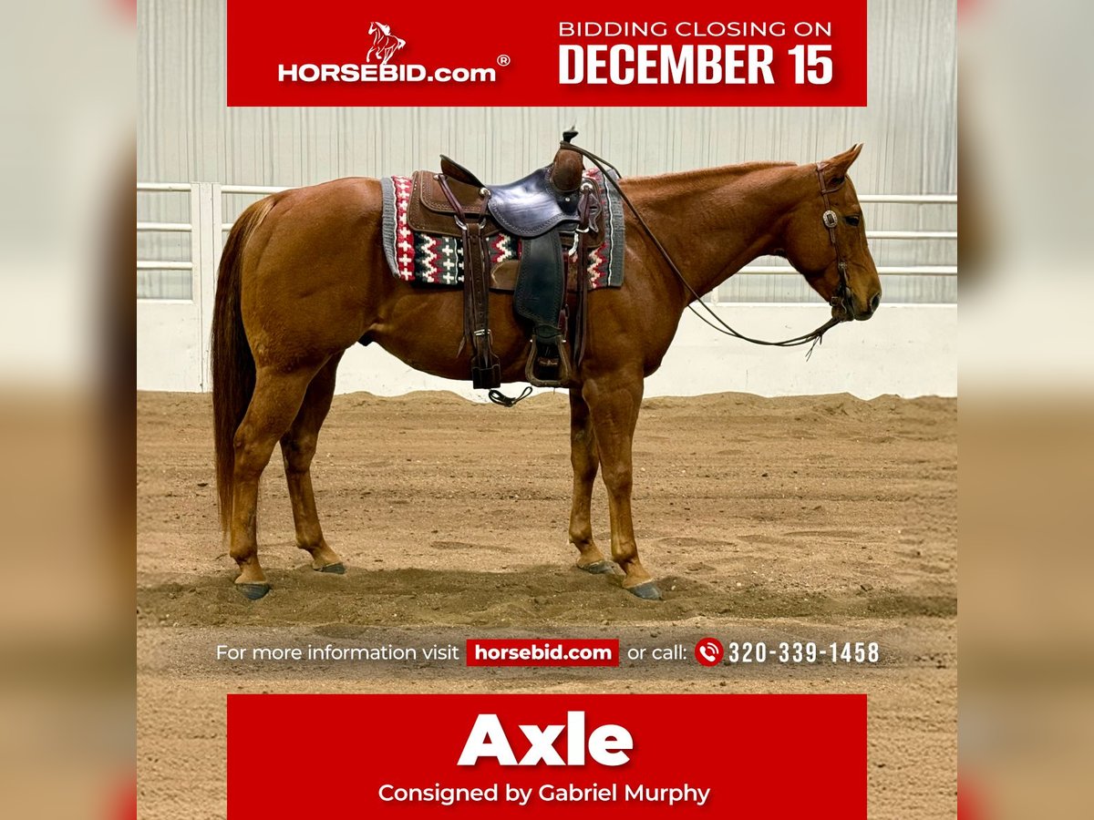 American Quarter Horse Wałach 7 lat 152 cm Cisawa in Cannon Falls