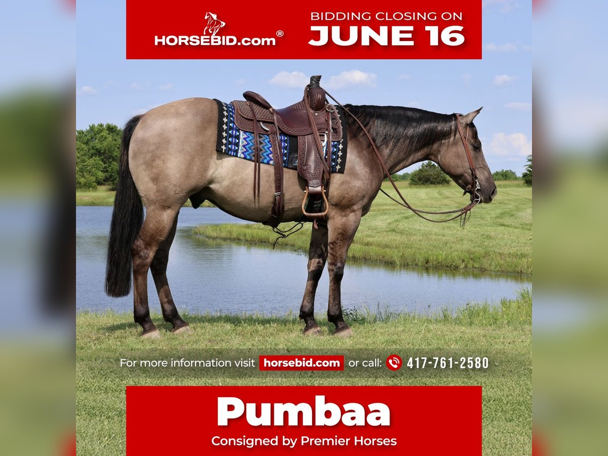 American Quarter Horse Wałach 7 lat 152 cm Grullo in Buffalo, MO