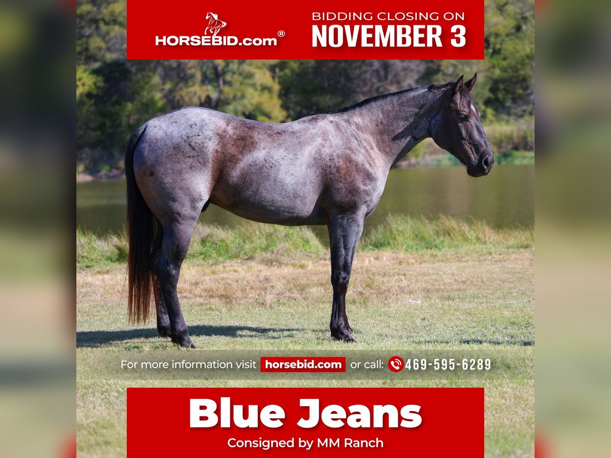 American Quarter Horse Wałach 7 lat 152 cm Karodereszowata in Forney American Quarter Horse Wałach 7 lat 152 cm Karodereszowata in Forney