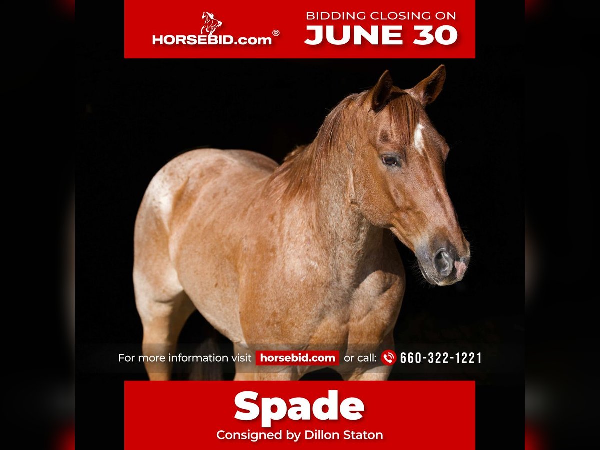 American Quarter Horse Wałach 7 lat 152 cm Kasztanowatodereszowata in Carrollton, MO