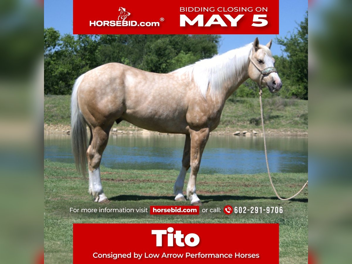 American Quarter Horse Wałach 7 lat 152 cm in Stephenville, TX