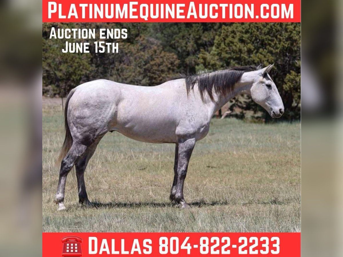 American Quarter Horse Wałach 7 lat 152 cm Siwa in Camp Verde AZ