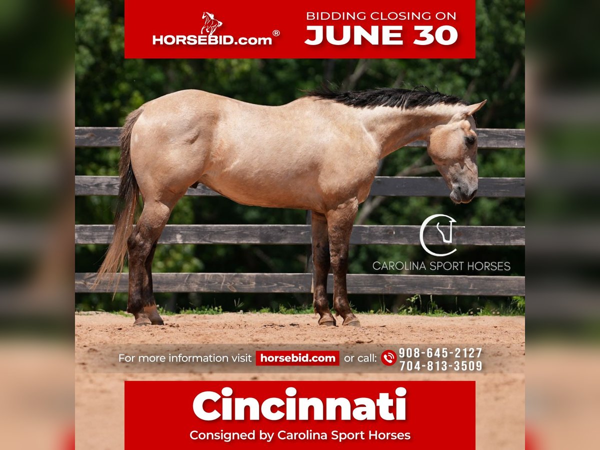 American Quarter Horse Wałach 7 lat 152 cm in Clover, SC