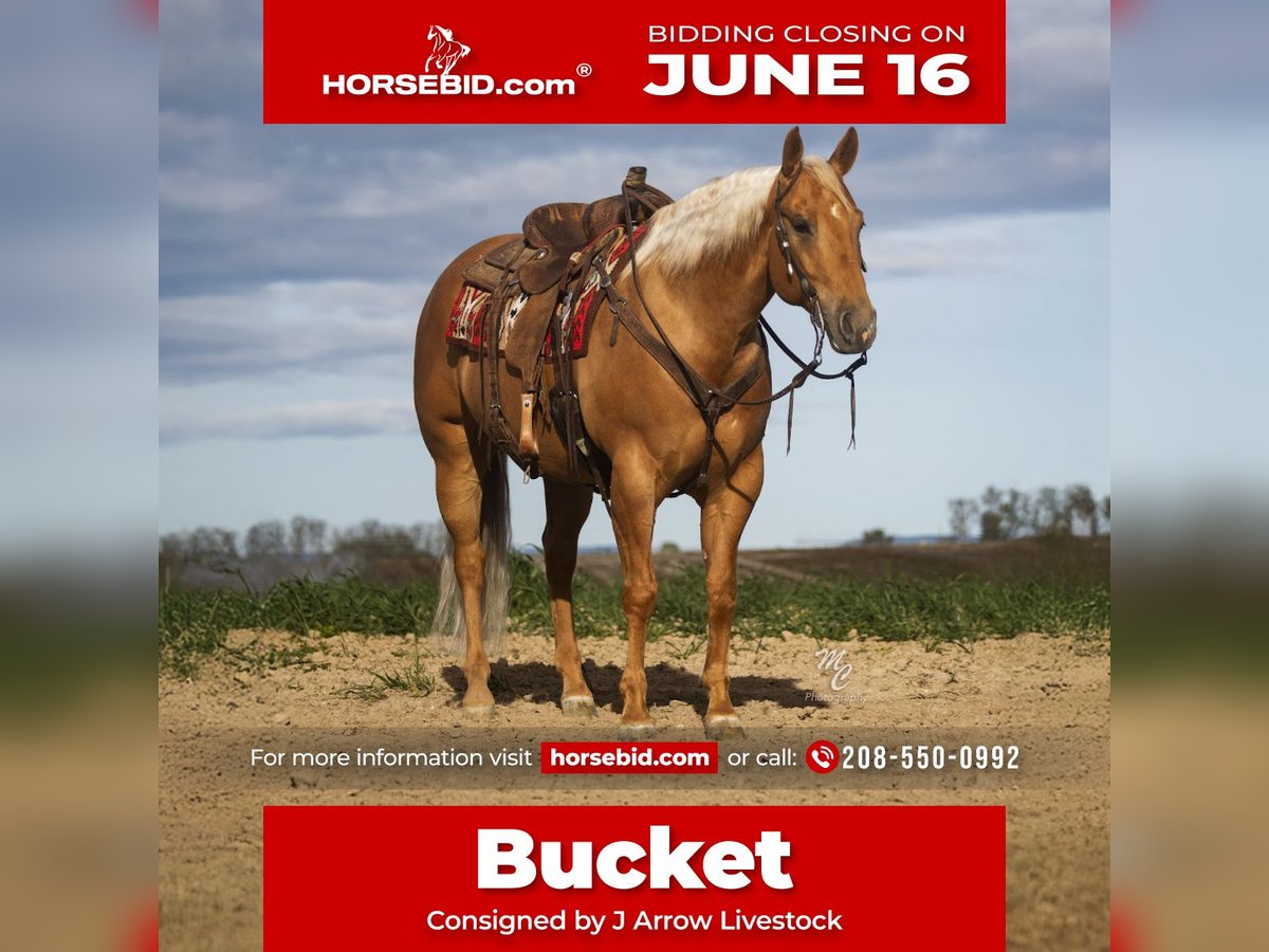 American Quarter Horse Wałach 7 lat 155 cm Izabelowata in Caldwell, ID