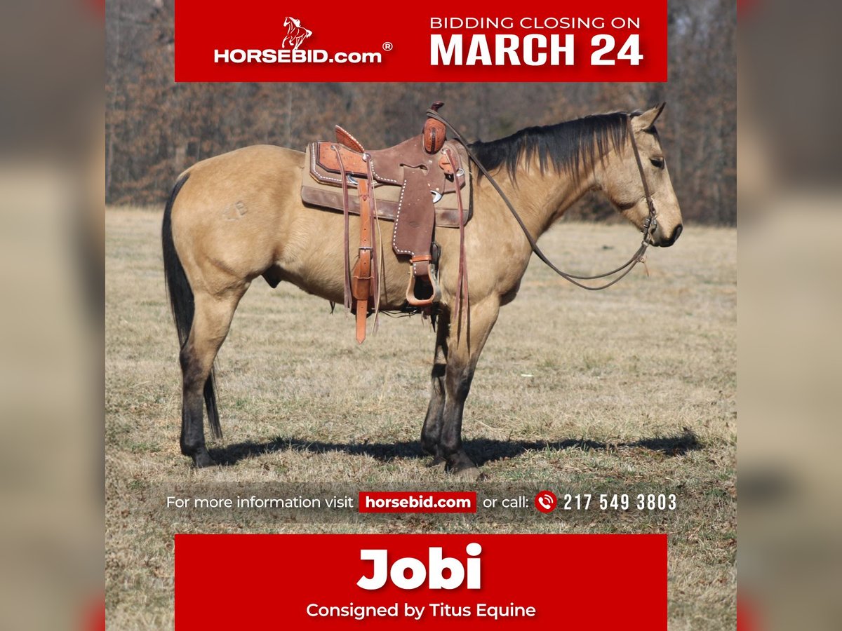 American Quarter Horse Wałach 7 lat 155 cm Jelenia in Brownstown, IL