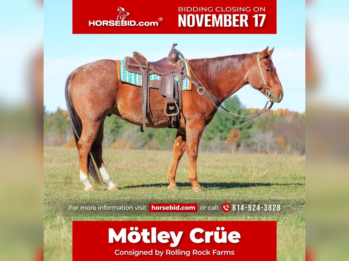 American Quarter Horse Wałach 7 lat 155 cm Kasztanowatodereszowata in Clarion