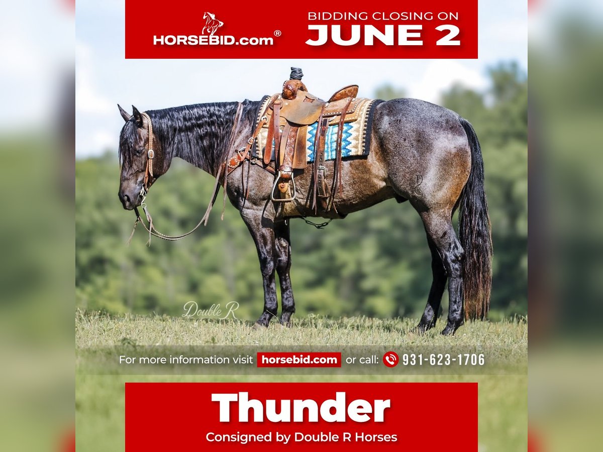 American Quarter Horse Wałach 7 lat 157 cm Gniadodereszowata in Lyles, TN