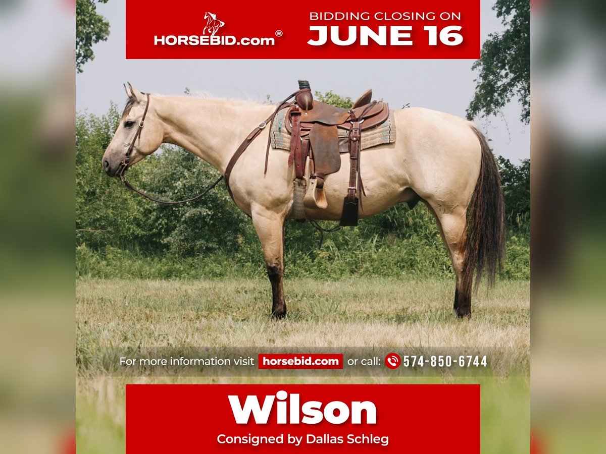 American Quarter Horse Wałach 7 lat 160 cm Jelenia in North Judson, IN