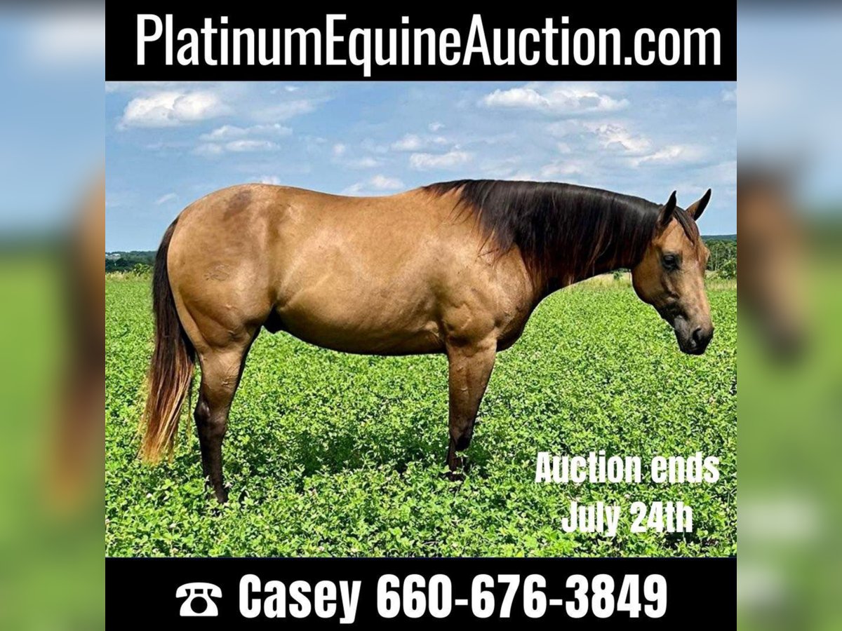 American Quarter Horse Wałach 7 lat Jelenia in Shelbiana MO
