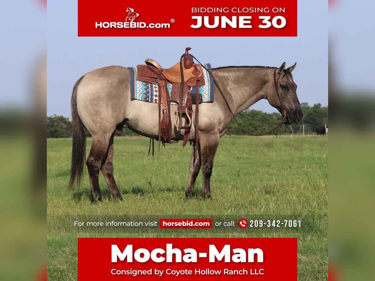 American Quarter Horse Wałach 8 lat 147 cm Grullo in Mount Vernon, TX