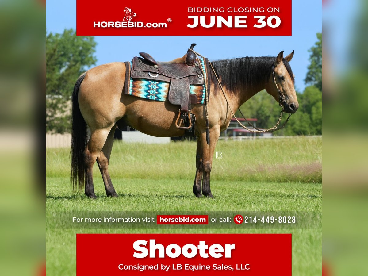 American Quarter Horse Wałach 8 lat 147 cm Jelenia in Terrell, TX