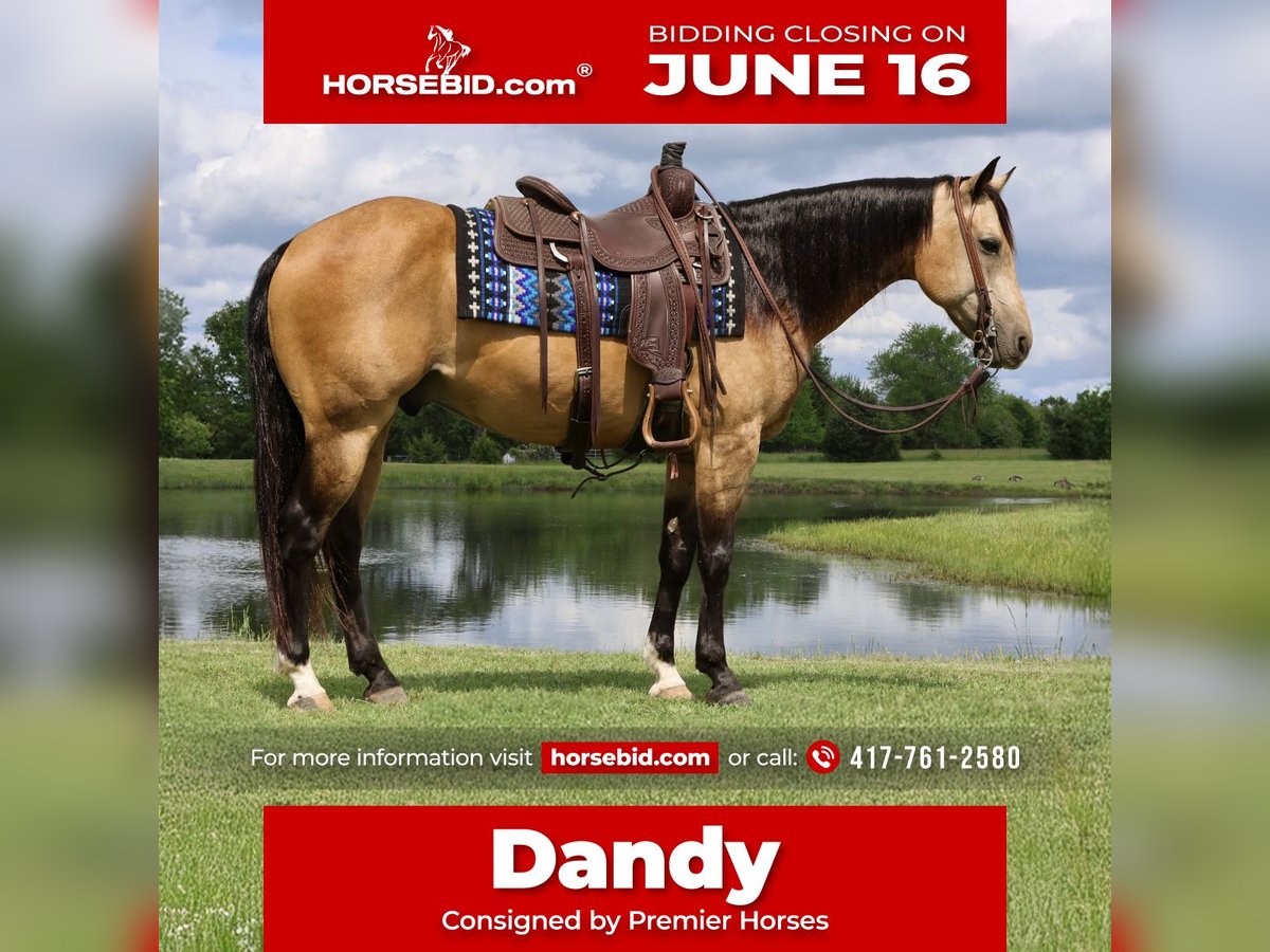 American Quarter Horse Wałach 8 lat 152 cm Jelenia in Buffalo, MO