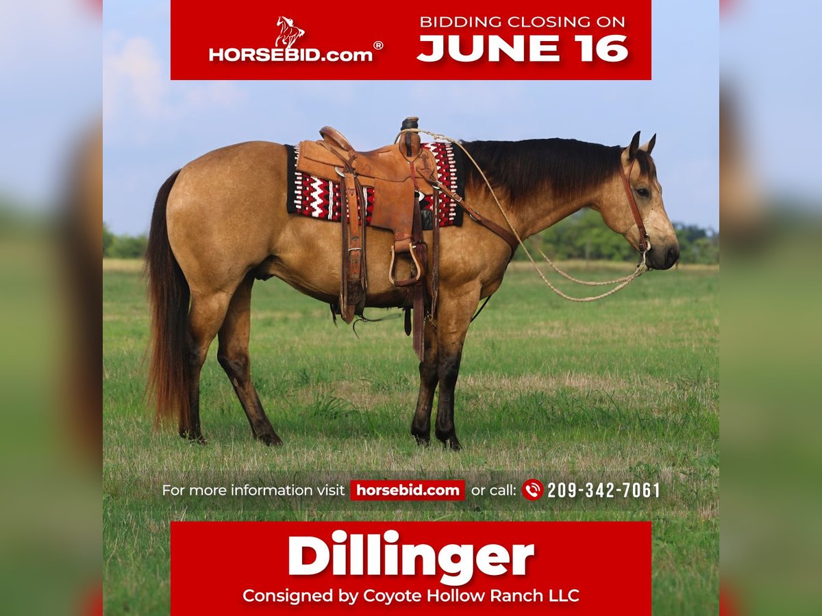 American Quarter Horse Wałach 8 lat 152 cm Jelenia in Mount Vernon, TX