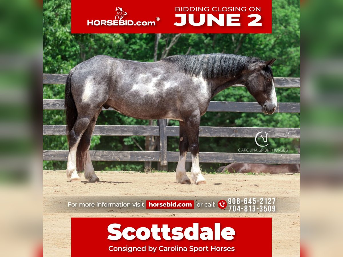 American Quarter Horse Mix Wałach 8 lat 152 cm Karodereszowata in Clover, SC