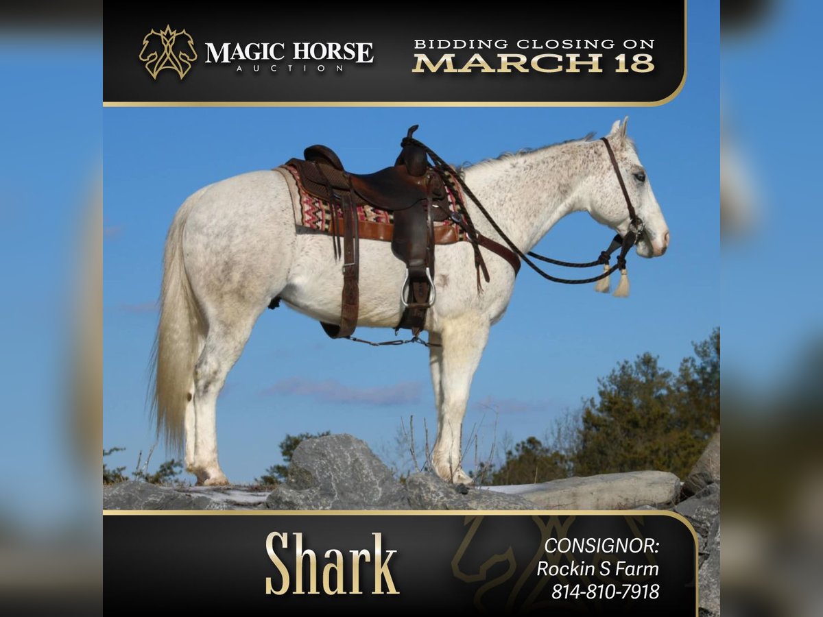 American Quarter Horse Wałach 8 lat 152 cm Siwa in Rebersburg
