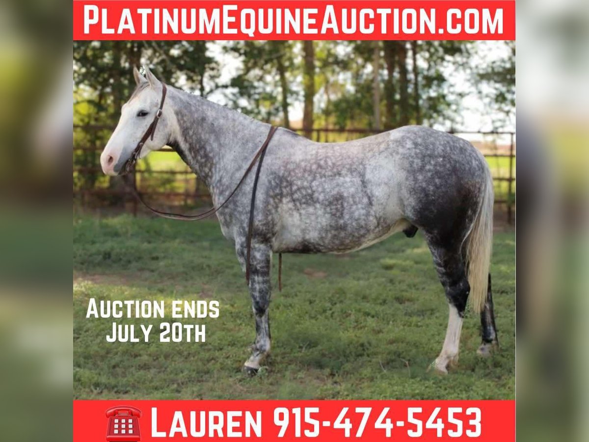 American Quarter Horse Wałach 8 lat 152 cm Siwa in El Paso Tx
