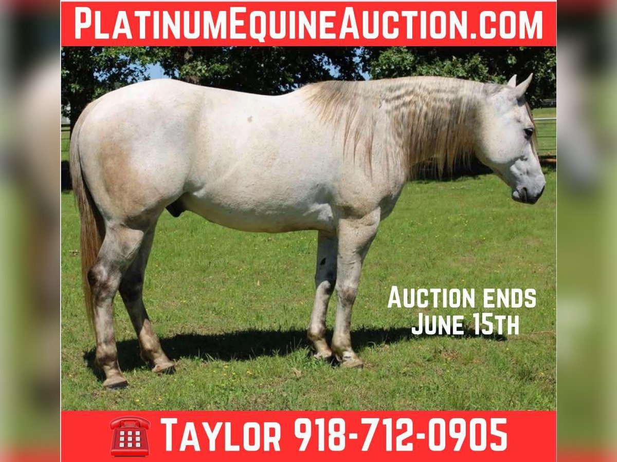 American Quarter Horse Wałach 8 lat 152 cm Siwa in Sallisaw OK