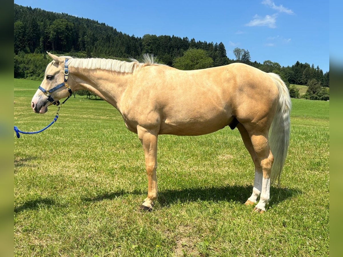 American Quarter Horse Wałach 8 lat 155 cm Izabelowata in Oberhofen am Irrsee