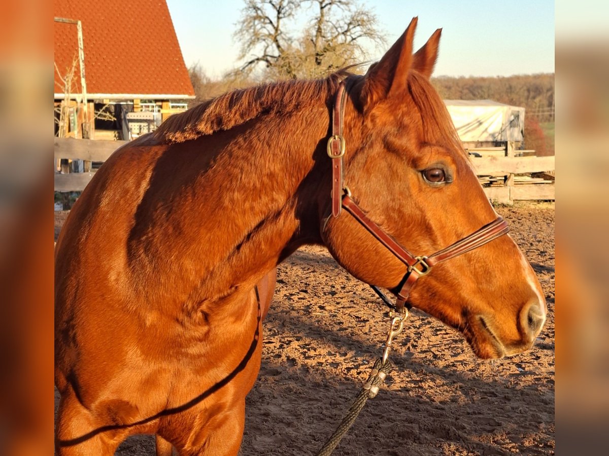 American Quarter Horse Wałach 8 lat 155 cm Kasztanowata in Schrozberg