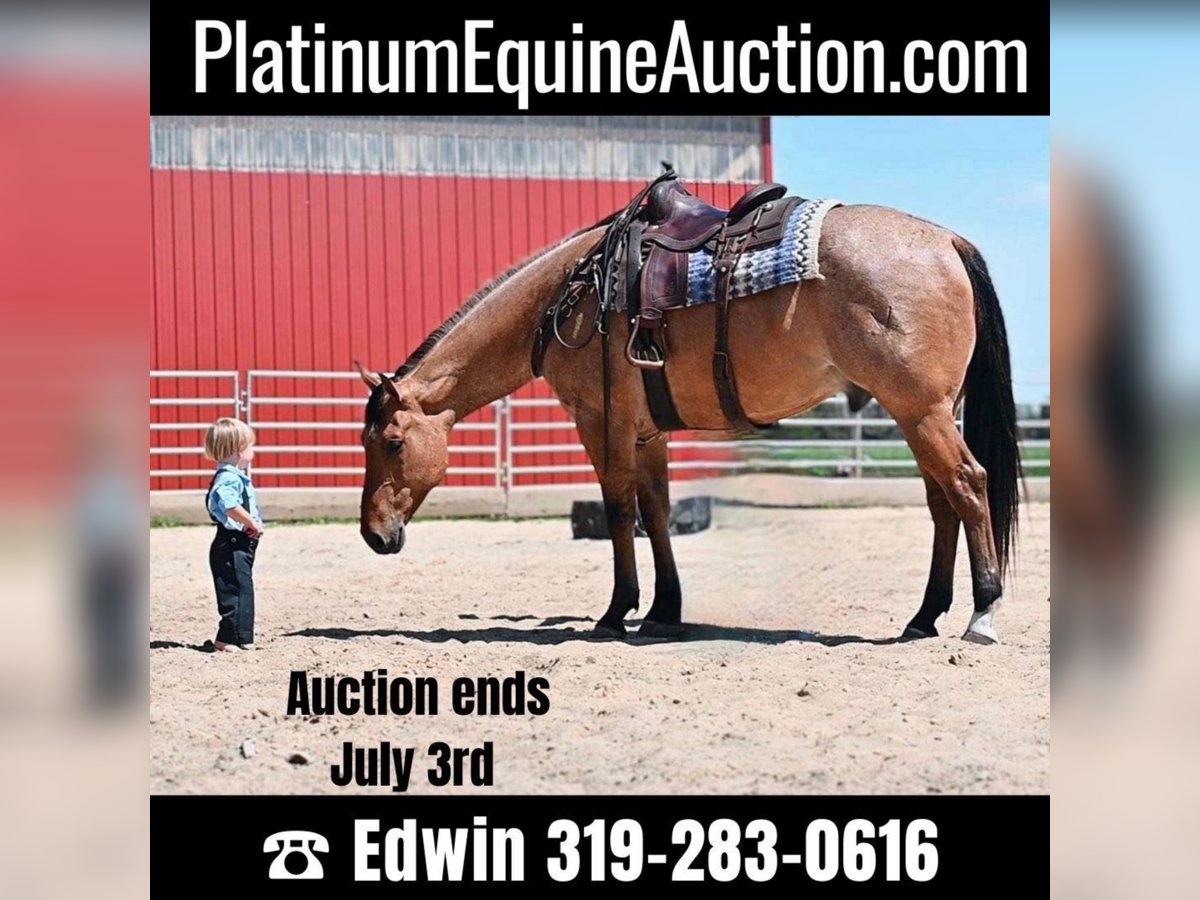 American Quarter Horse Wałach 8 lat 163 cm Bułana in fAIRBANKS iOWA