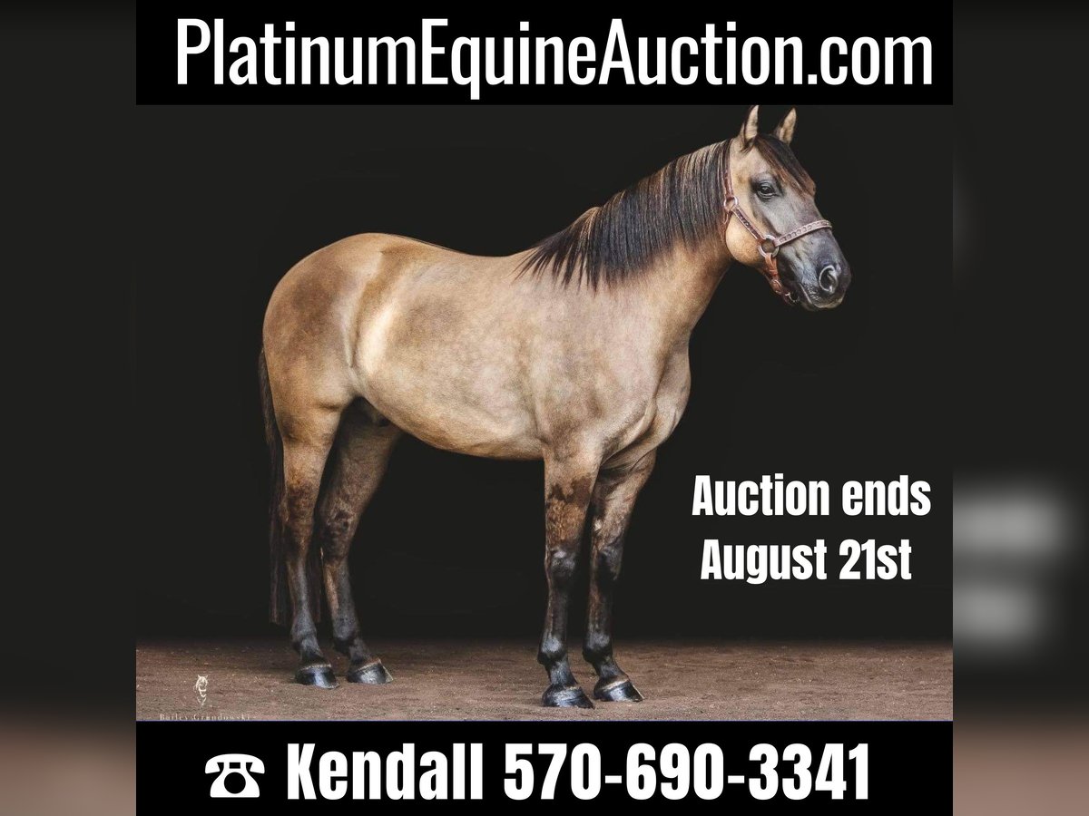 American Quarter Horse Wałach 8 lat Jelenia in Dallas PA