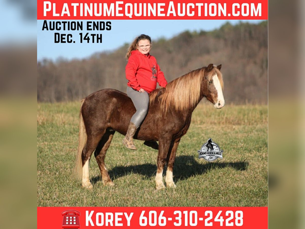 American Quarter Horse Wałach 9 lat 122 cm Kasztanowatodereszowata in Mount Vernon, ky