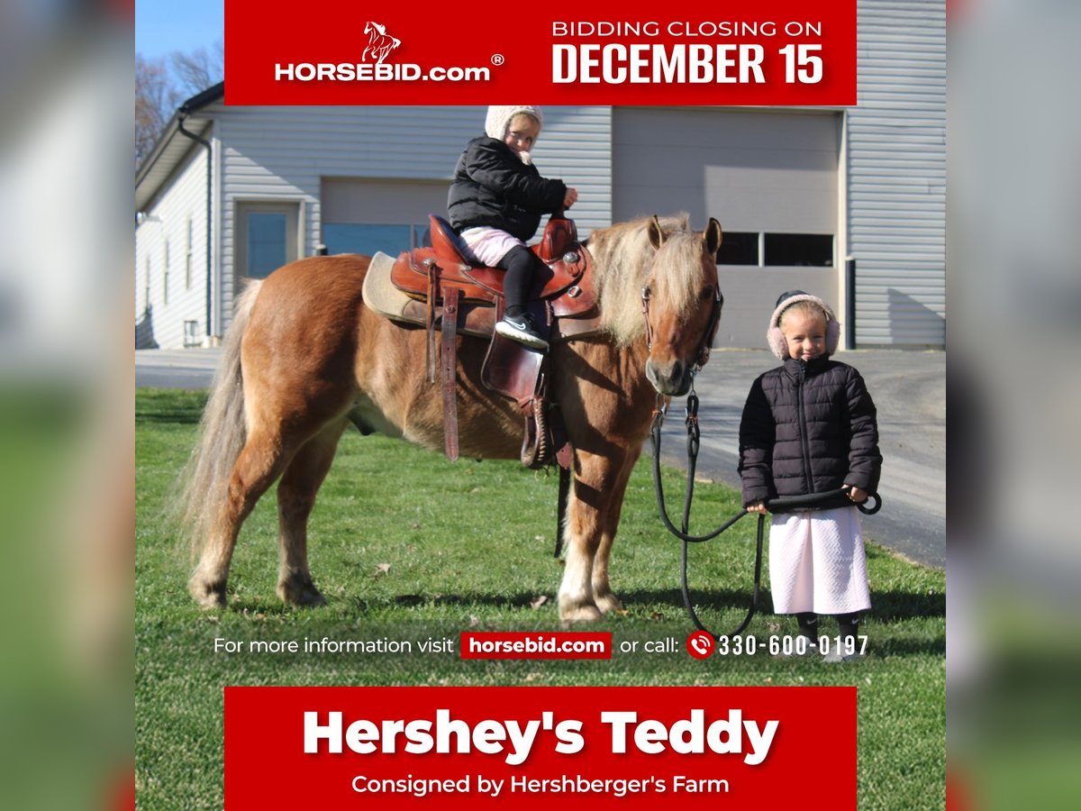 American Quarter Horse Mix Wałach 9 lat 132 cm Jelenia in Millersburg