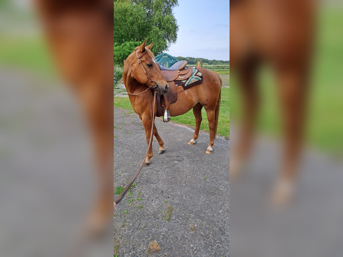 American Quarter Horse Wałach 9 lat 142 cm Kasztanowata in Uplengen