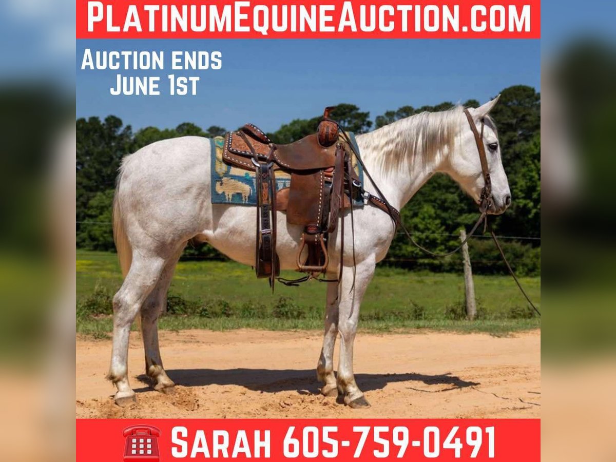 American Quarter Horse Wałach 9 lat 147 cm Siwa in Rusk TX