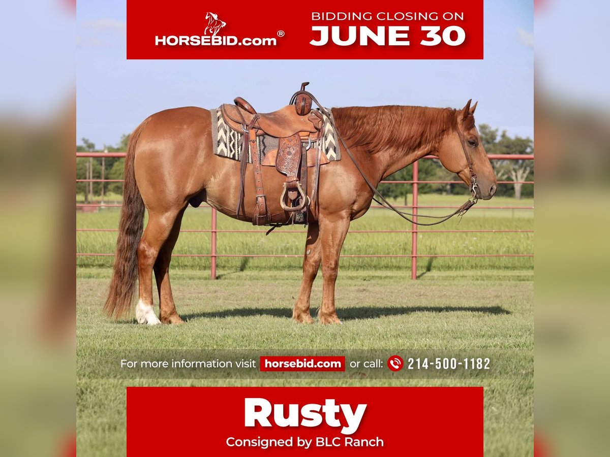 American Quarter Horse Wałach 9 lat 152 cm Cisawa in Grand Saline, TX
