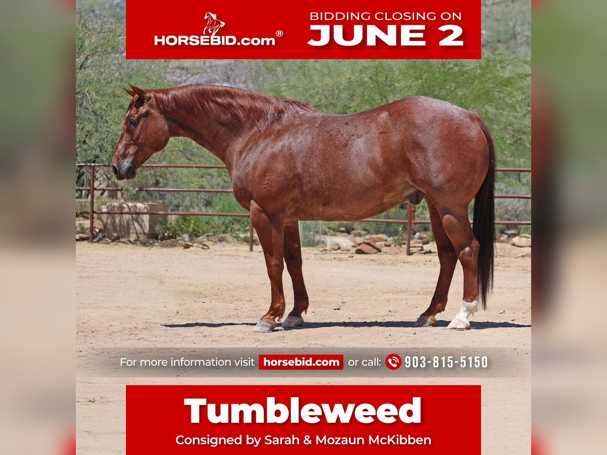 American Quarter Horse Wałach 9 lat 152 cm Kasztanowatodereszowata in Cave Creek, AZ